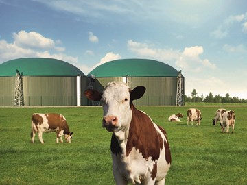 Kühe auf einer grünen Wiese vor einer Biogasanlage Kühe auf einer grünen Wiese vor einer Biogasanlage