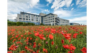 kabelsketal-mitnetz-mohnblumen-feld kabelsketal-mitnetz-mohnblumen-feld